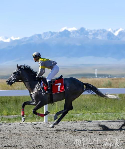 中国年轻骑手与赛马的故事